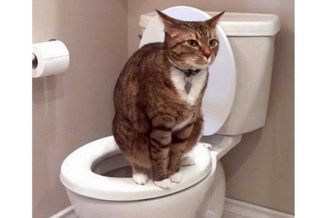 বিড়ালের ডায়রিয়া হলে প্রাথমিকভাবে যা করনীয়