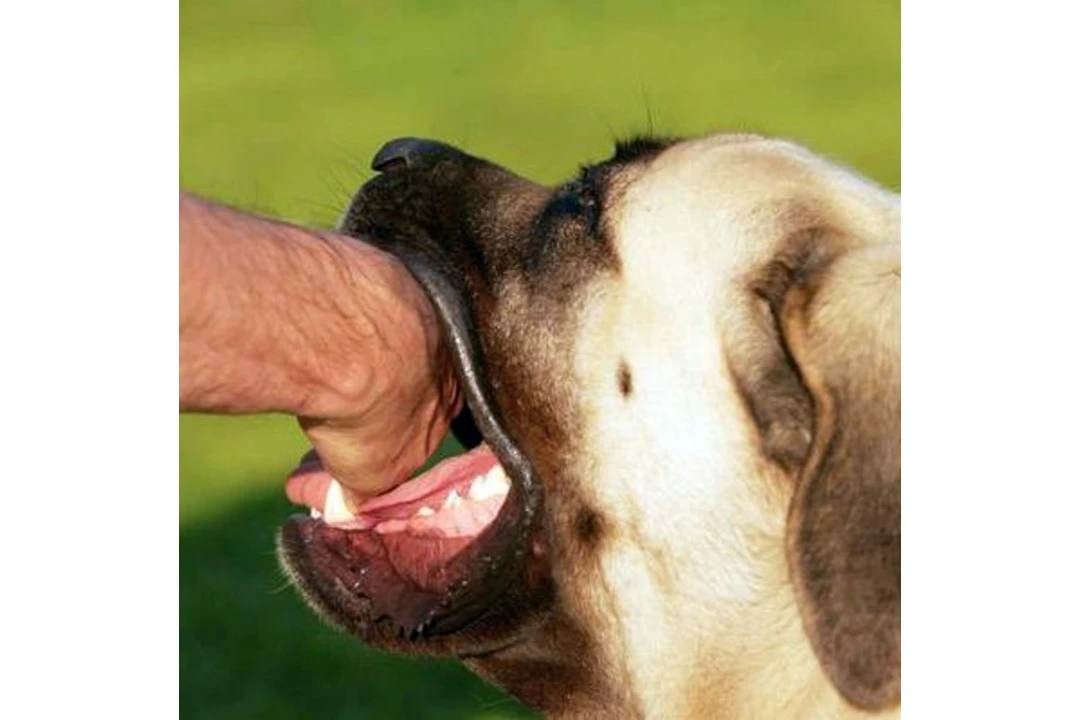 কুকুর অথবা বিড়াল কামড় দিলে যা করণীয় এবং এর চিকিৎসা সম্পর্কিত তথ্য